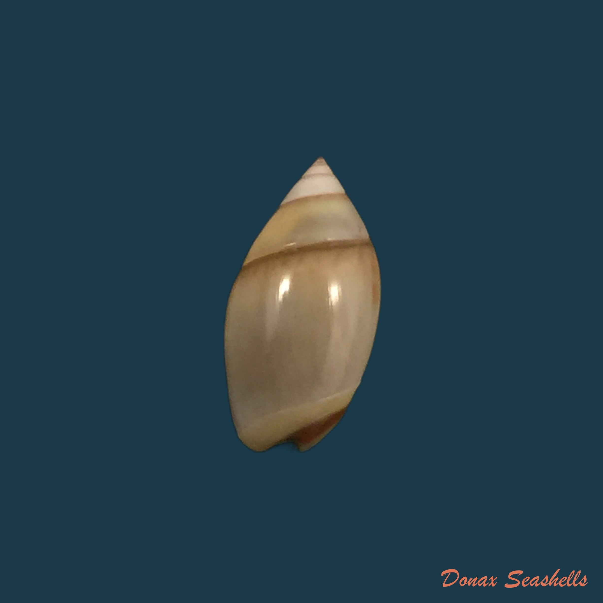 copia-de-olivella-nana-lamarck-1812