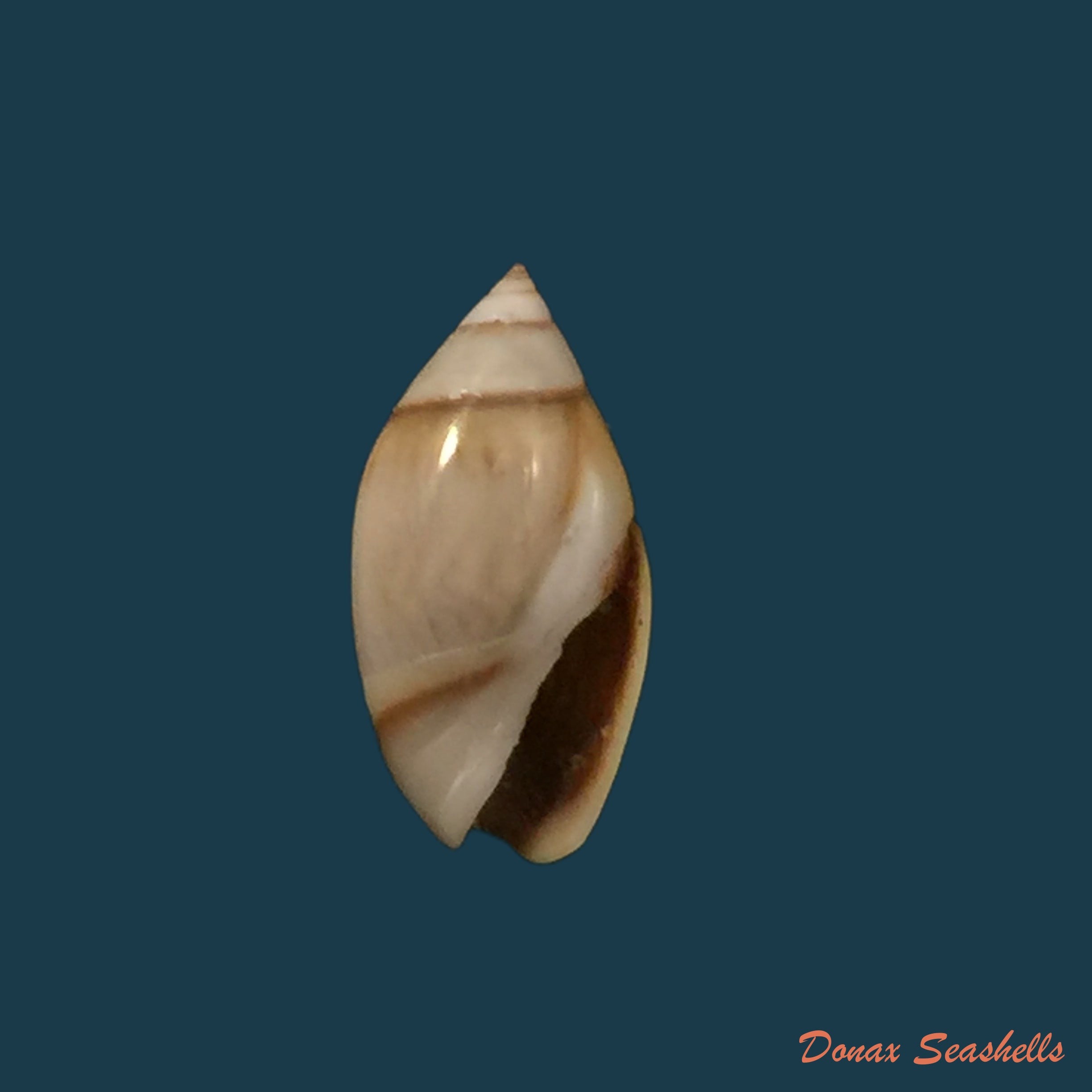 copia-de-olivella-nana-lamarck-1812