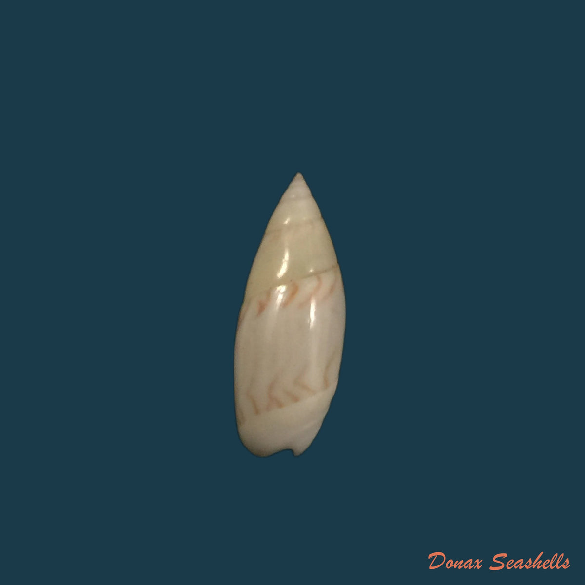 copia-de-olivella-nivea-gmelin-1791-19-5mm