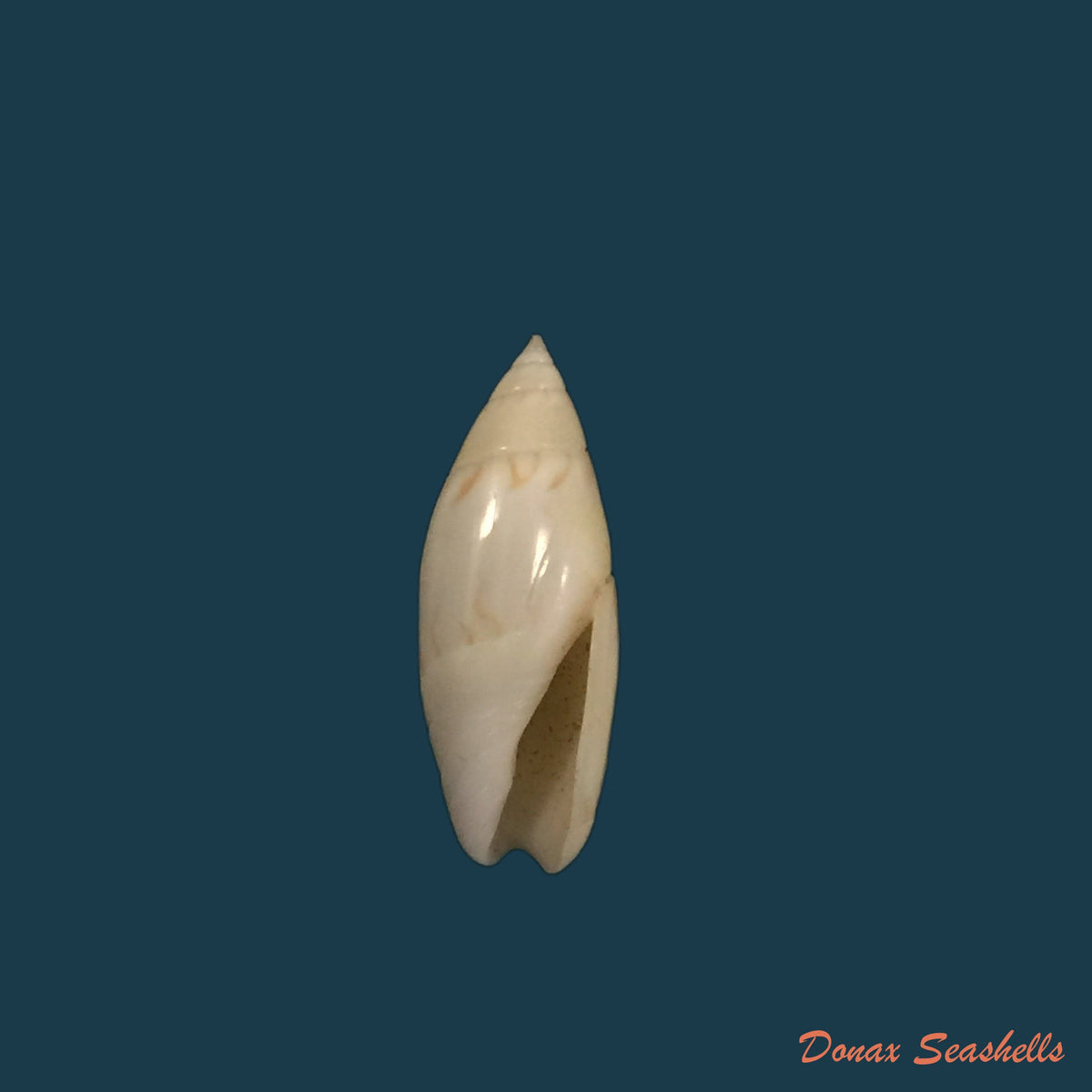 copia-de-olivella-nivea-gmelin-1791-19-5mm
