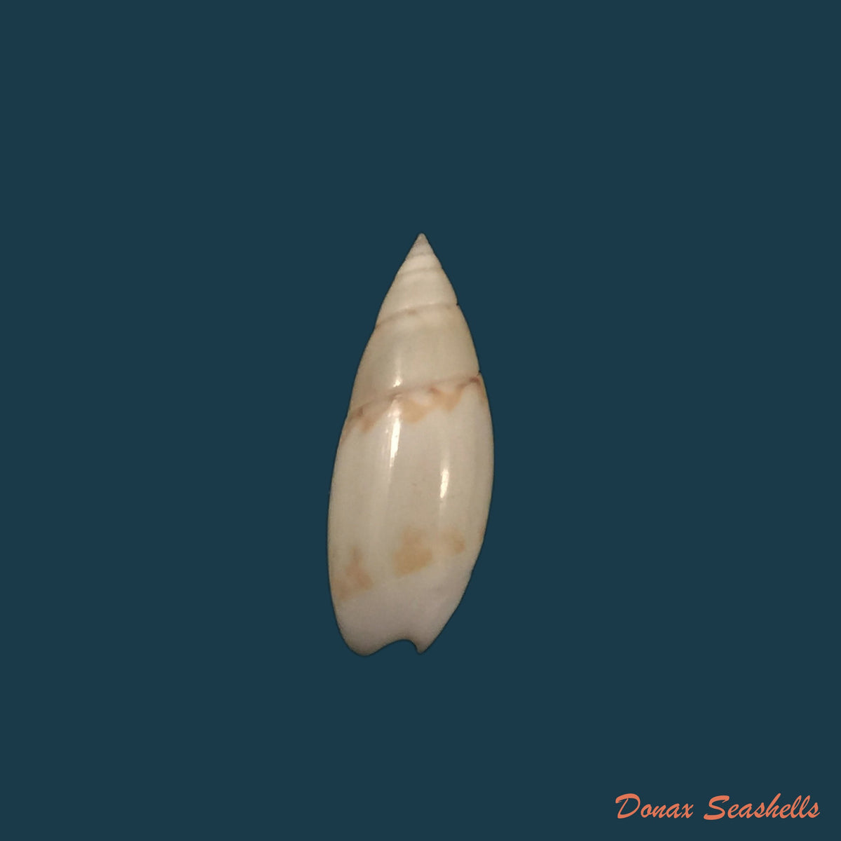 copia-de-olivella-nivea-gmelin-1791