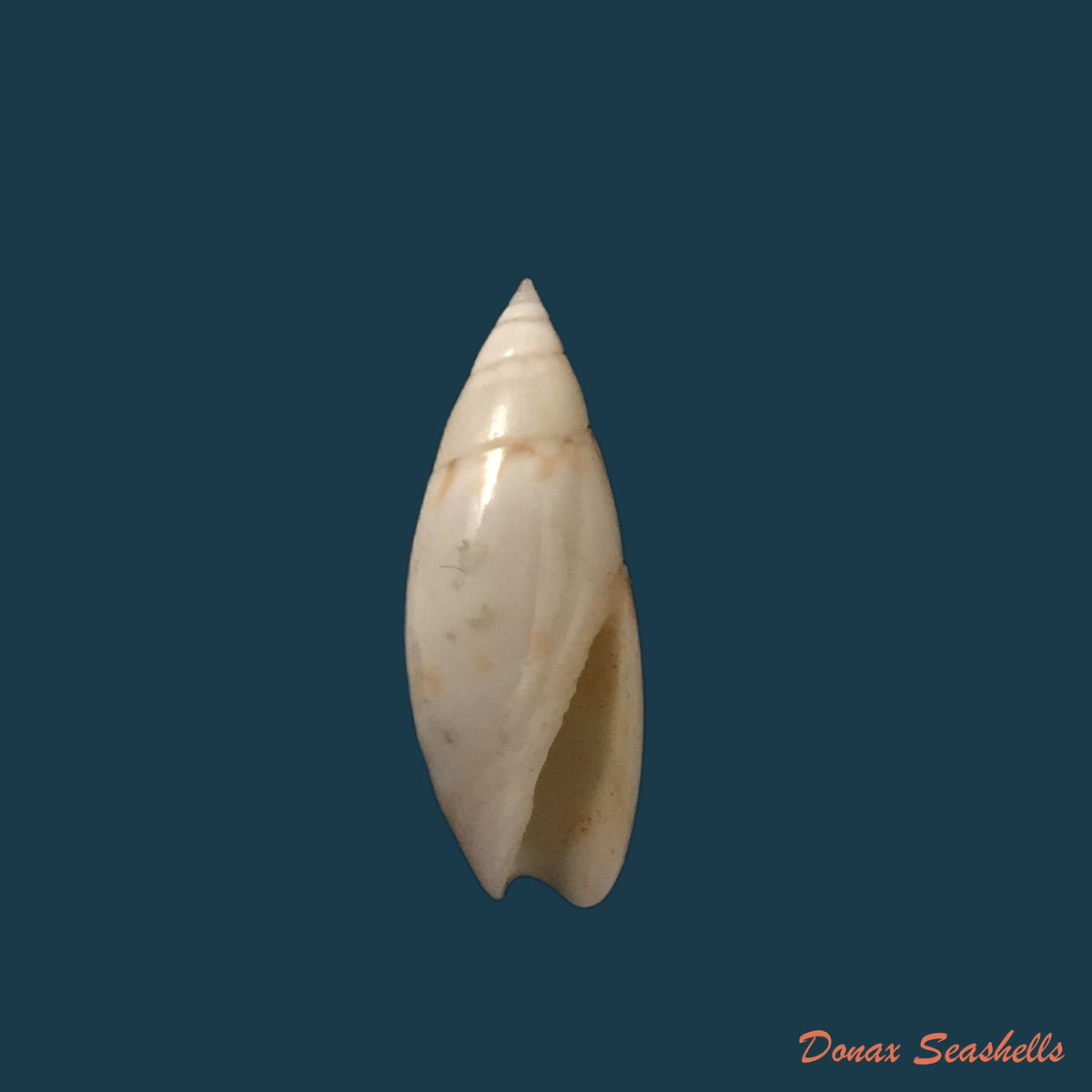 copia-de-olivella-nivea-gmelin-1791