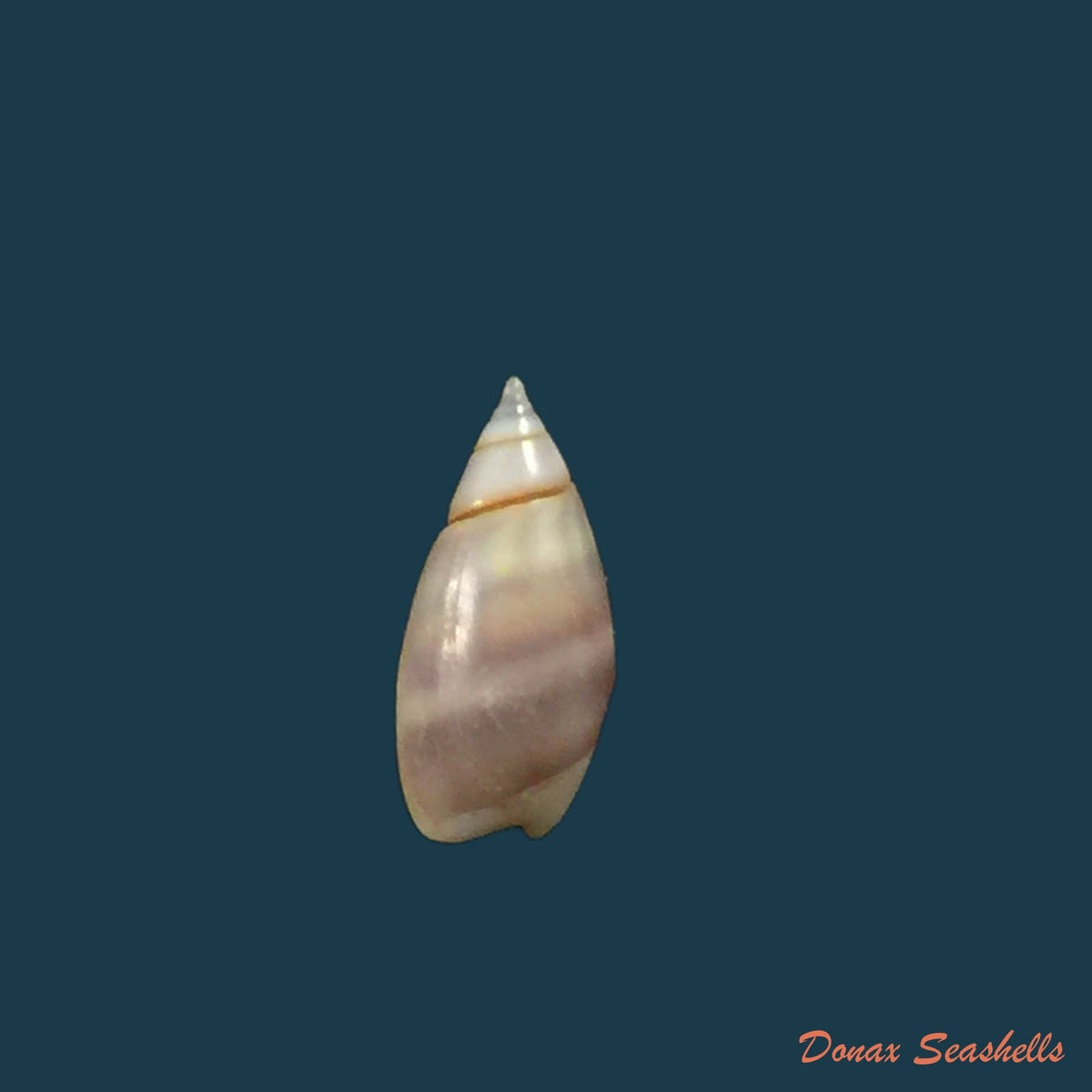 copia-de-olivella-pulchella-duclos-1835-15-8mm
