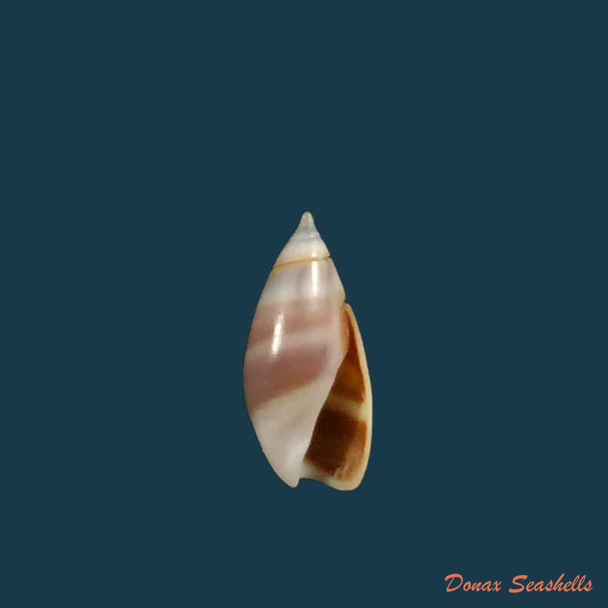 copia-de-olivella-pulchella-duclos-1835-15-8mm
