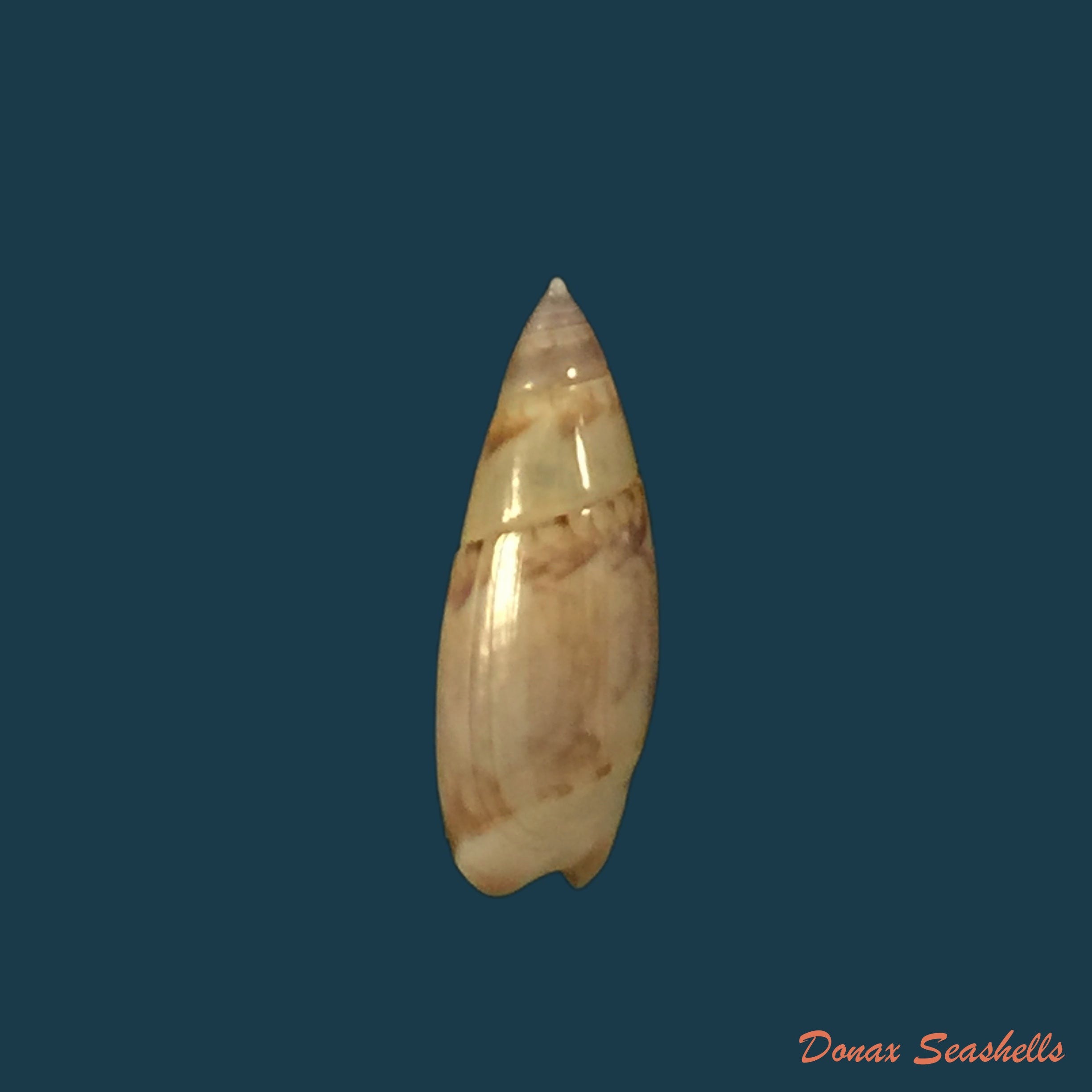 copia-de-olivella-semistriata-gray-1839