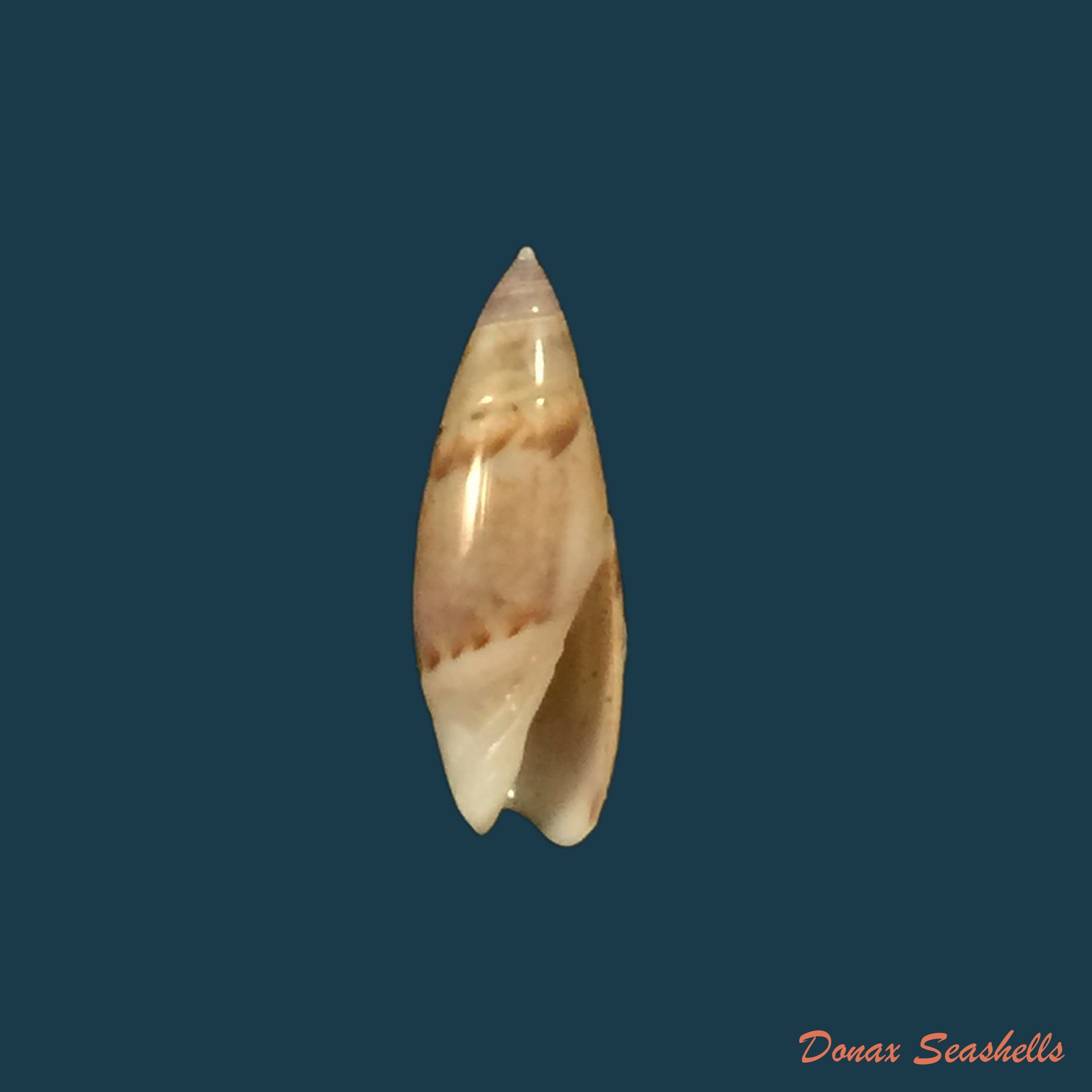 copia-de-olivella-semistriata-gray-1839