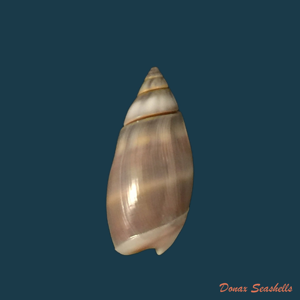 copia-de-olivella-volutela-lamarck-1812
