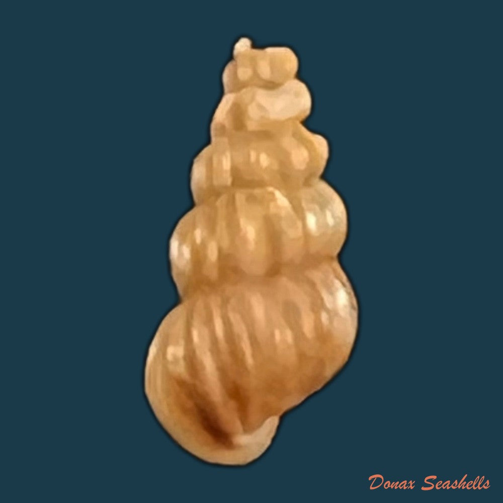 copia-de-oncomelania-hupensis-hupensis-gredler-1881-7-8mm-1