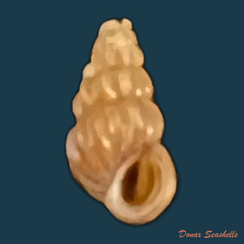 copia-de-oncomelania-hupensis-hupensis-gredler-1881-7-8mm-1