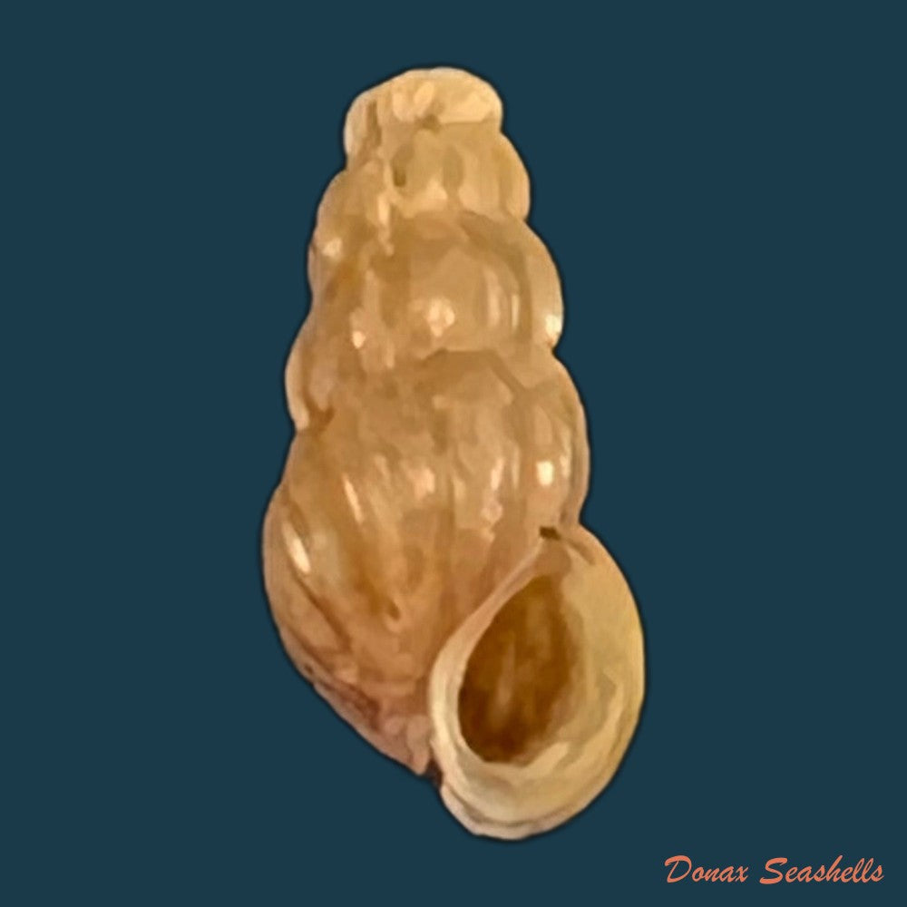 copia-de-oncomelania-hupensis-hupensis-gredler-1881-7-8mm