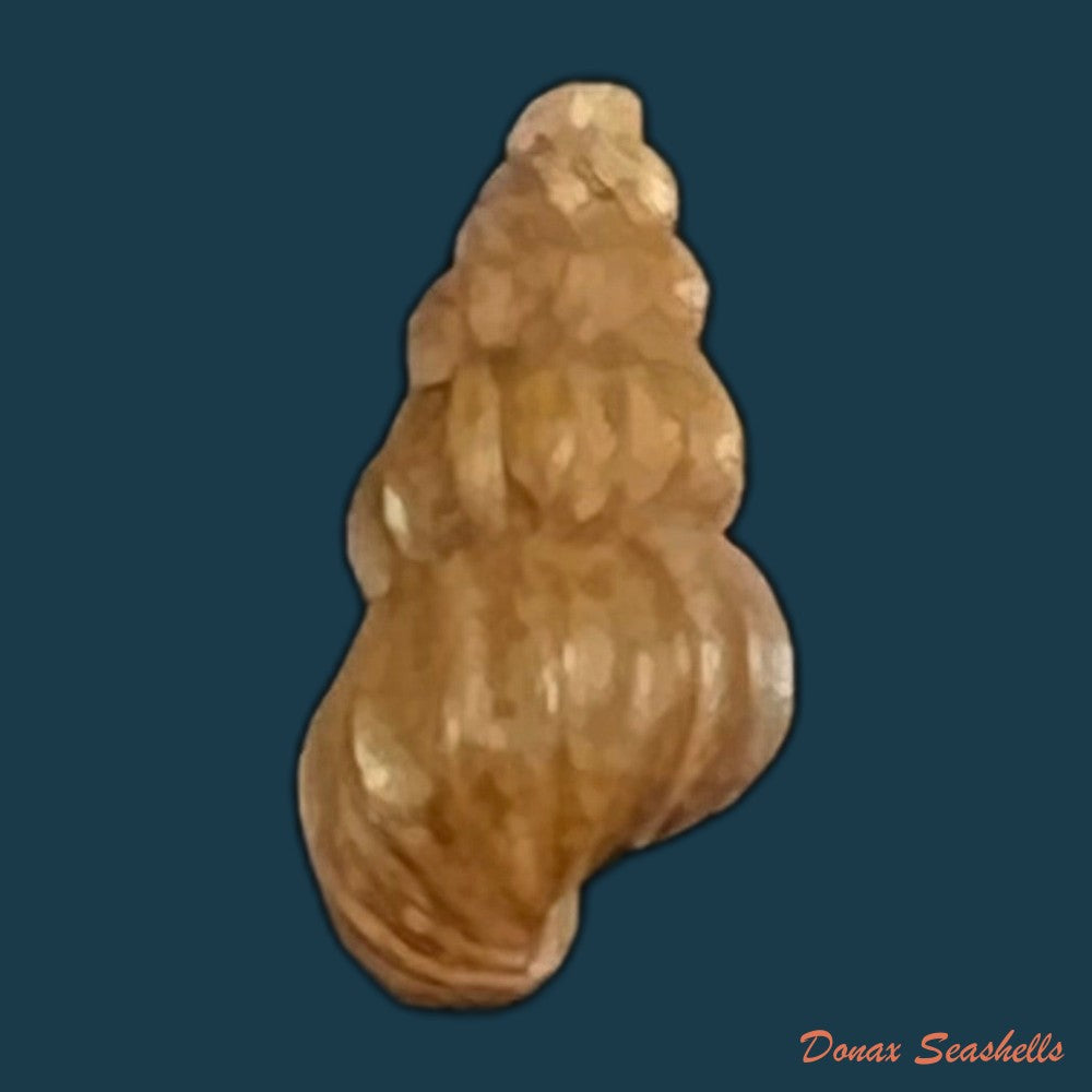 copia-de-oncomelania-hupensis-hupensis-gredler-1881-8-1mm