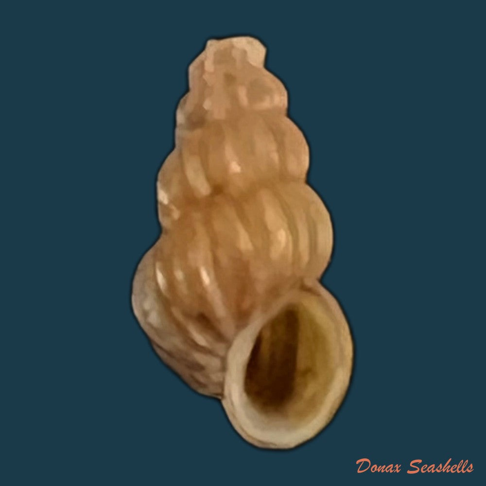 copia-de-oncomelania-hupensis-hupensis-gredler-1881-8-1mm