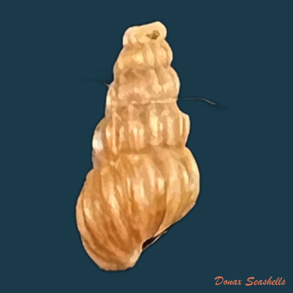 copia-de-oncomelania-hupensis-hupensis-gredler-1881-8-6mm