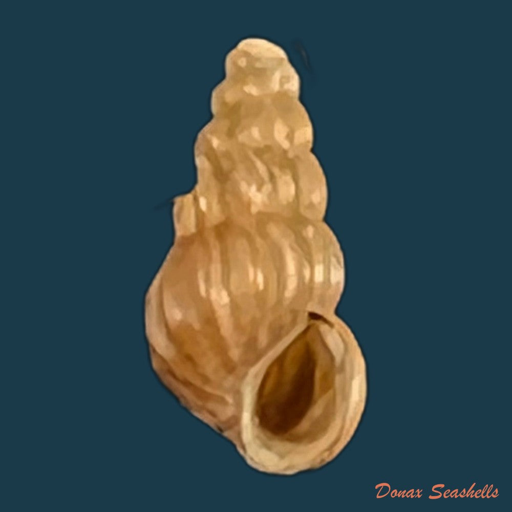 copia-de-oncomelania-hupensis-hupensis-gredler-1881-8-6mm