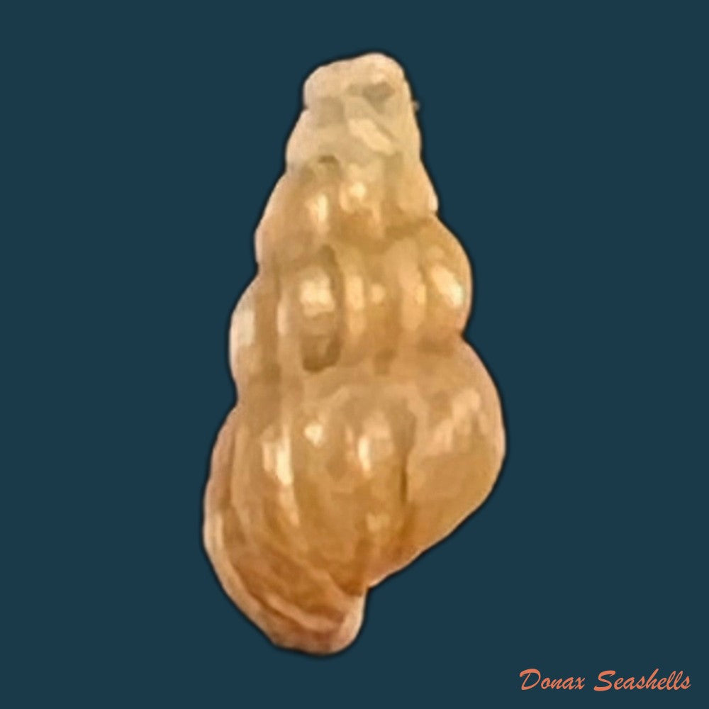 copia-de-oncomelania-hupensis-hupensis-gredler-1881-8-7mm-1
