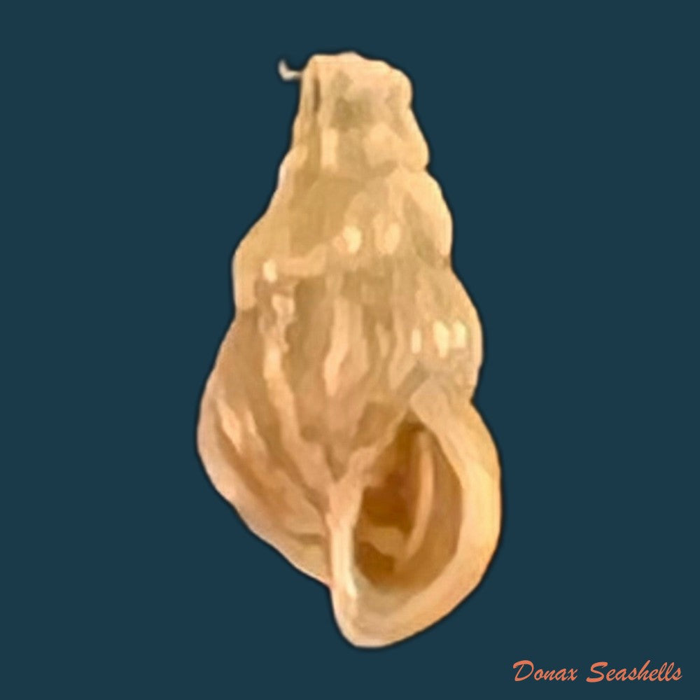 copia-de-oncomelania-hupensis-hupensis-gredler-1881-8-7mm-1