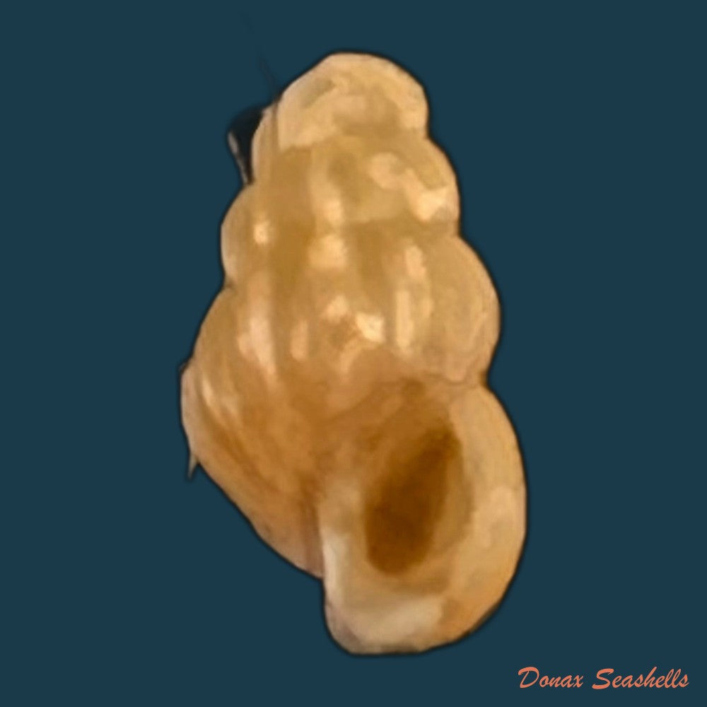 copia-de-oncomelania-hupensis-hupensis-gredler-1881-8-7mm
