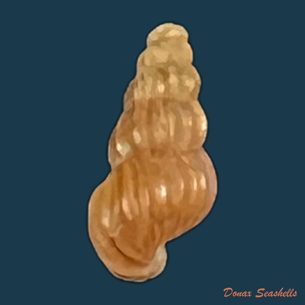 copia-de-oncomelania-hupensis-hupensis-gredler-1881-8-9mm