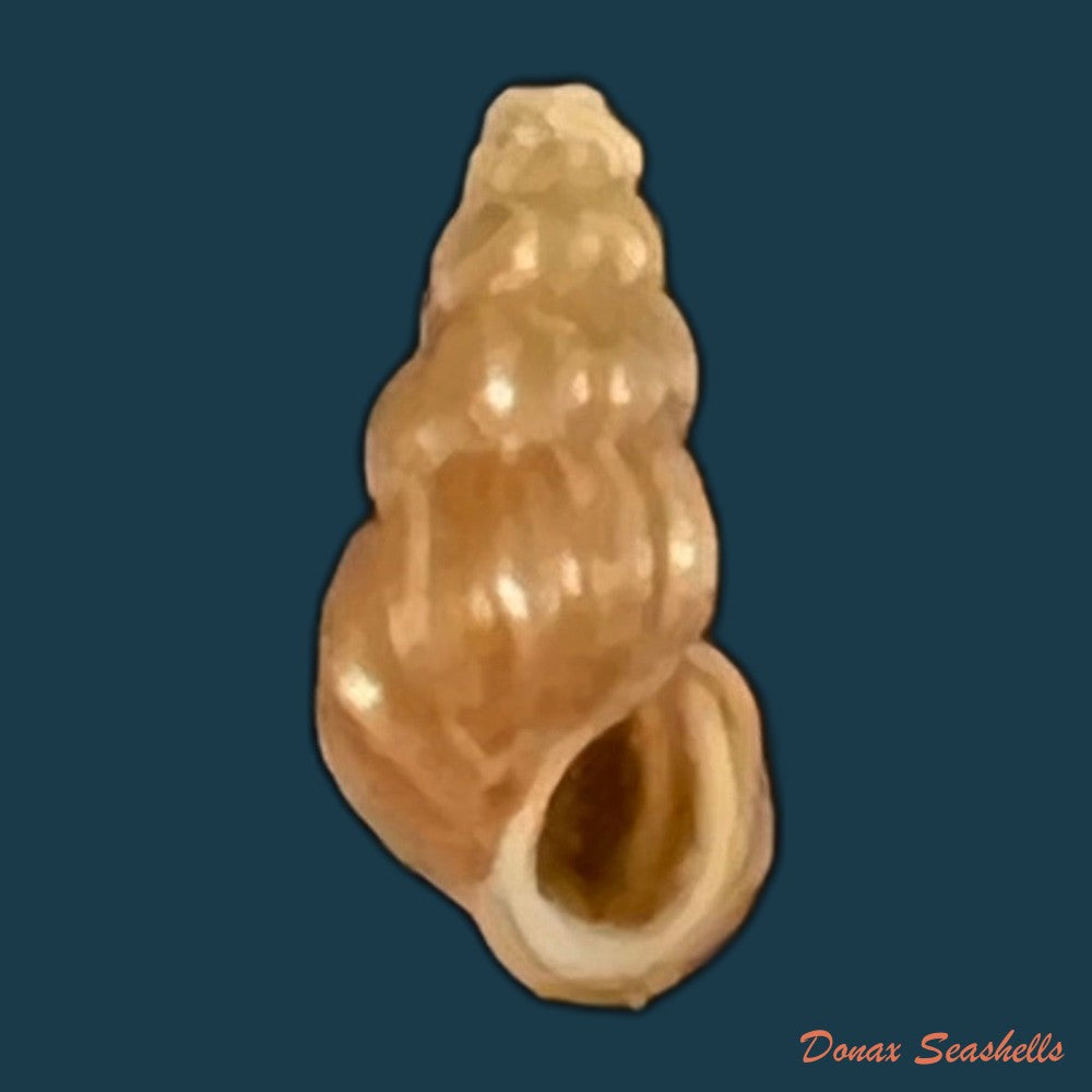 copia-de-oncomelania-hupensis-hupensis-gredler-1881-8-9mm