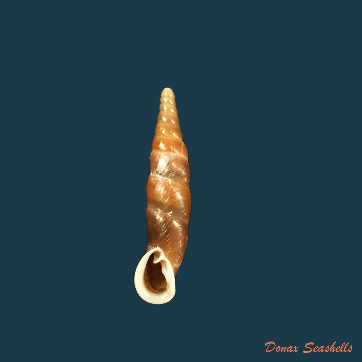 copia-de-oospira-formosana-albiapex-chang-ookubo-1994-29mm