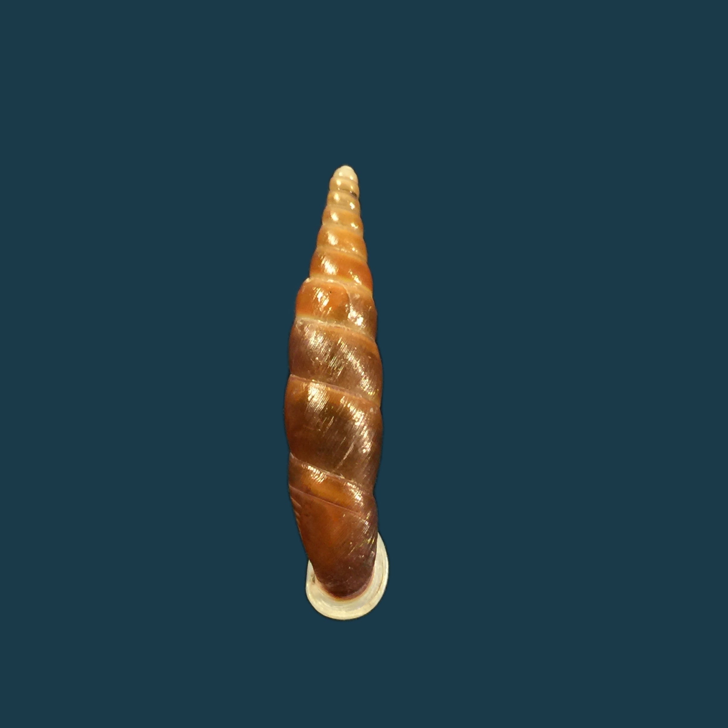 Oospira formosana albiapex (Chang &amp; Ookubo, 1994) - 30,1毫米