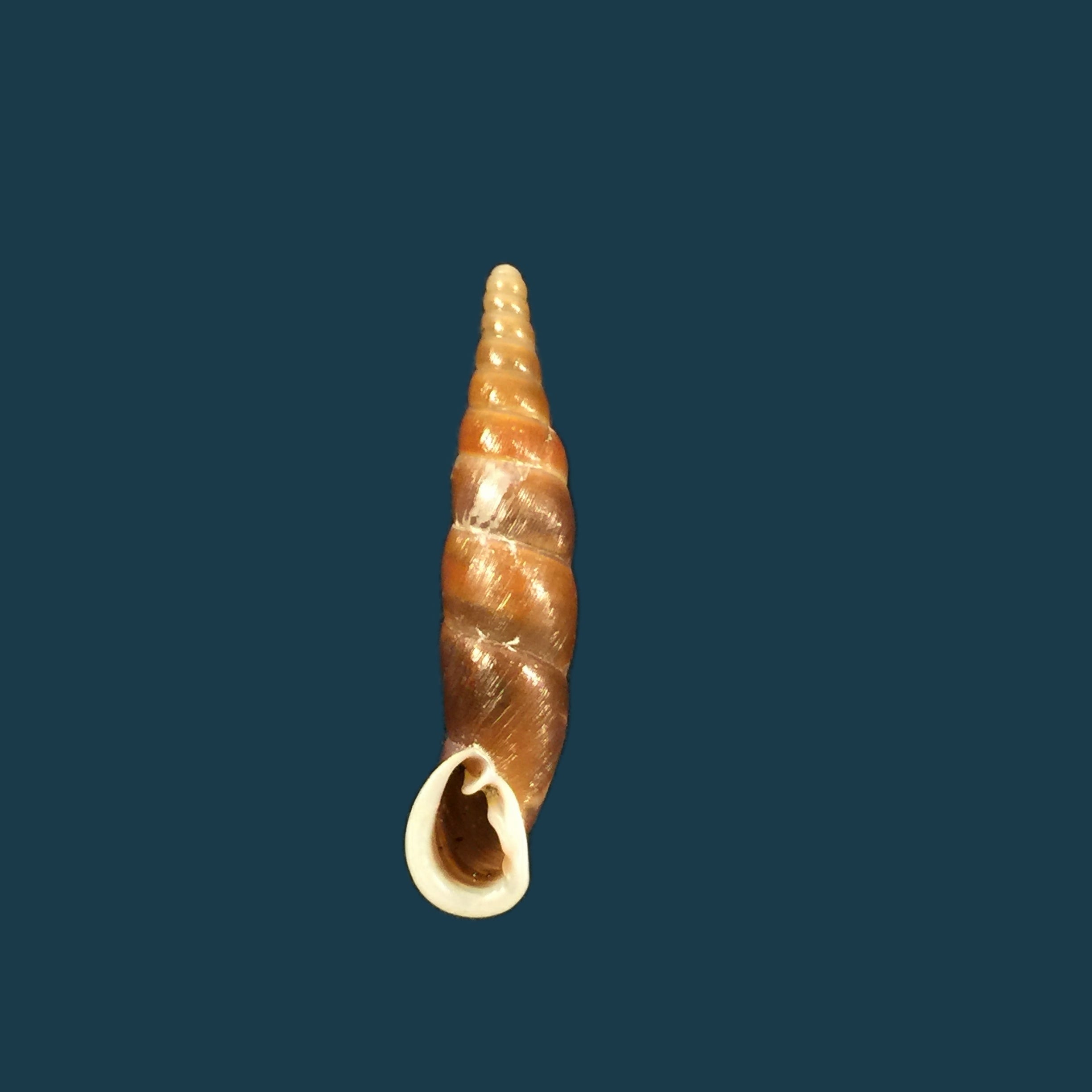 Oospira formosana albiapex (Chang &amp; Ookubo, 1994) - 30,1毫米