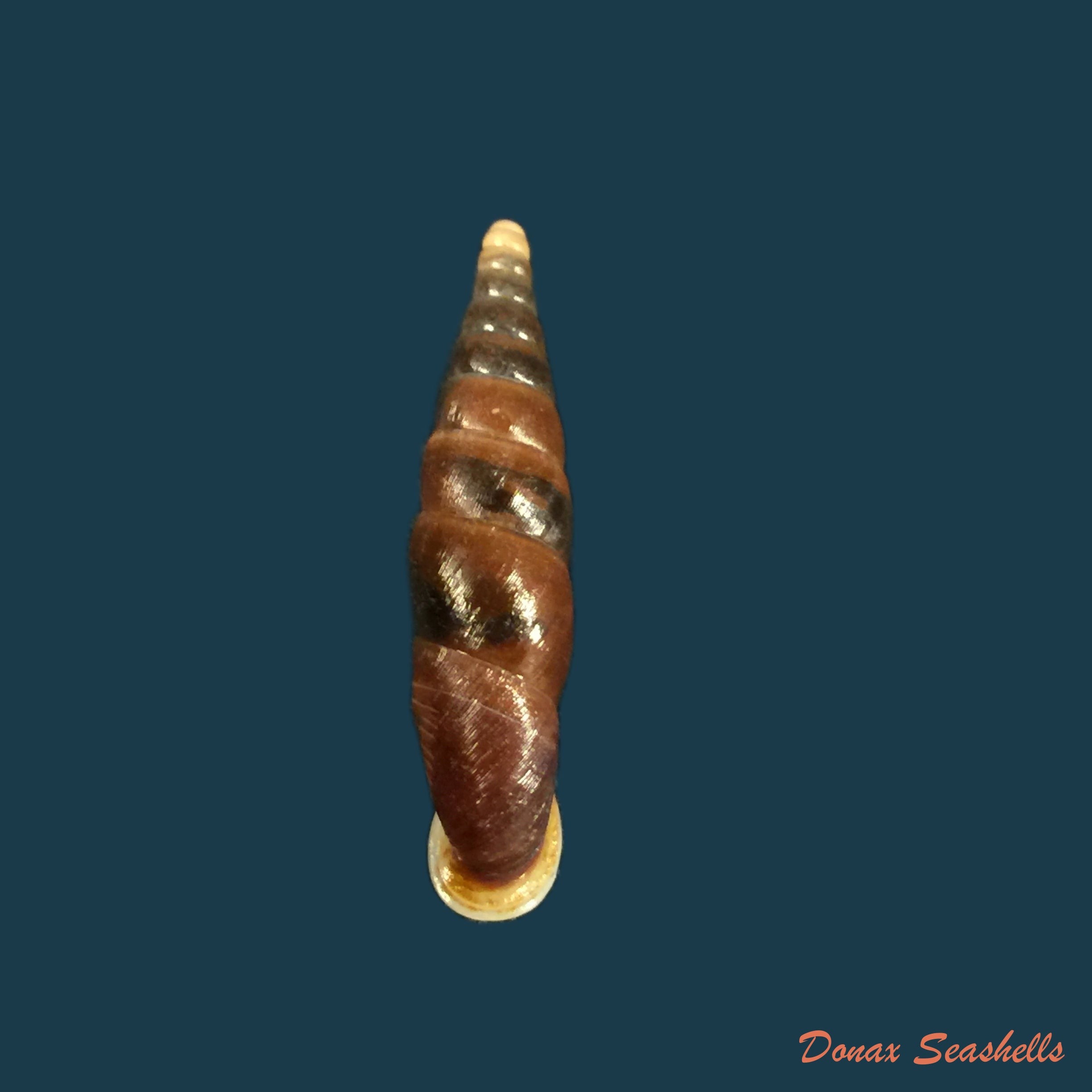 copia-de-oospira-formosana-albiapex-chang-ookubo-1994-30-1mm