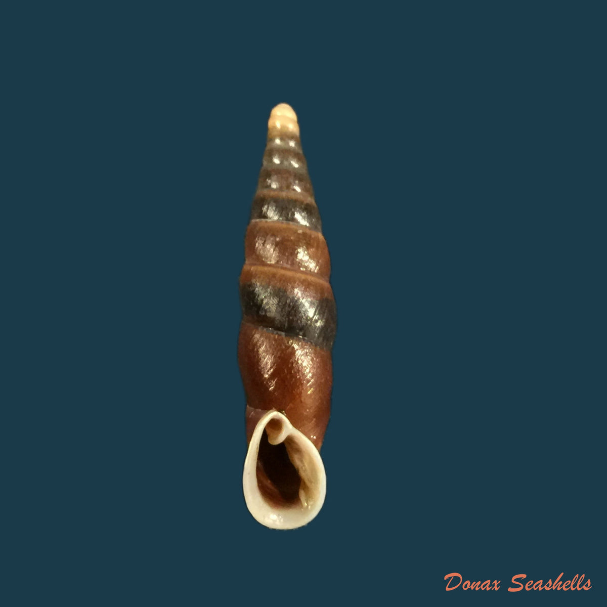 copia-de-oospira-formosana-albiapex-chang-ookubo-1994-30-1mm