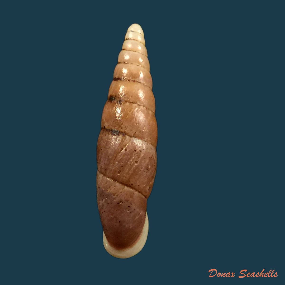 copia-de-oospira-formosana-albiapex-chang-ookubo-1994-30-6mm-1