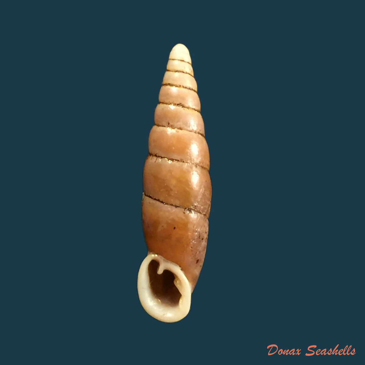 copia-de-oospira-formosana-albiapex-chang-ookubo-1994-30-6mm-1