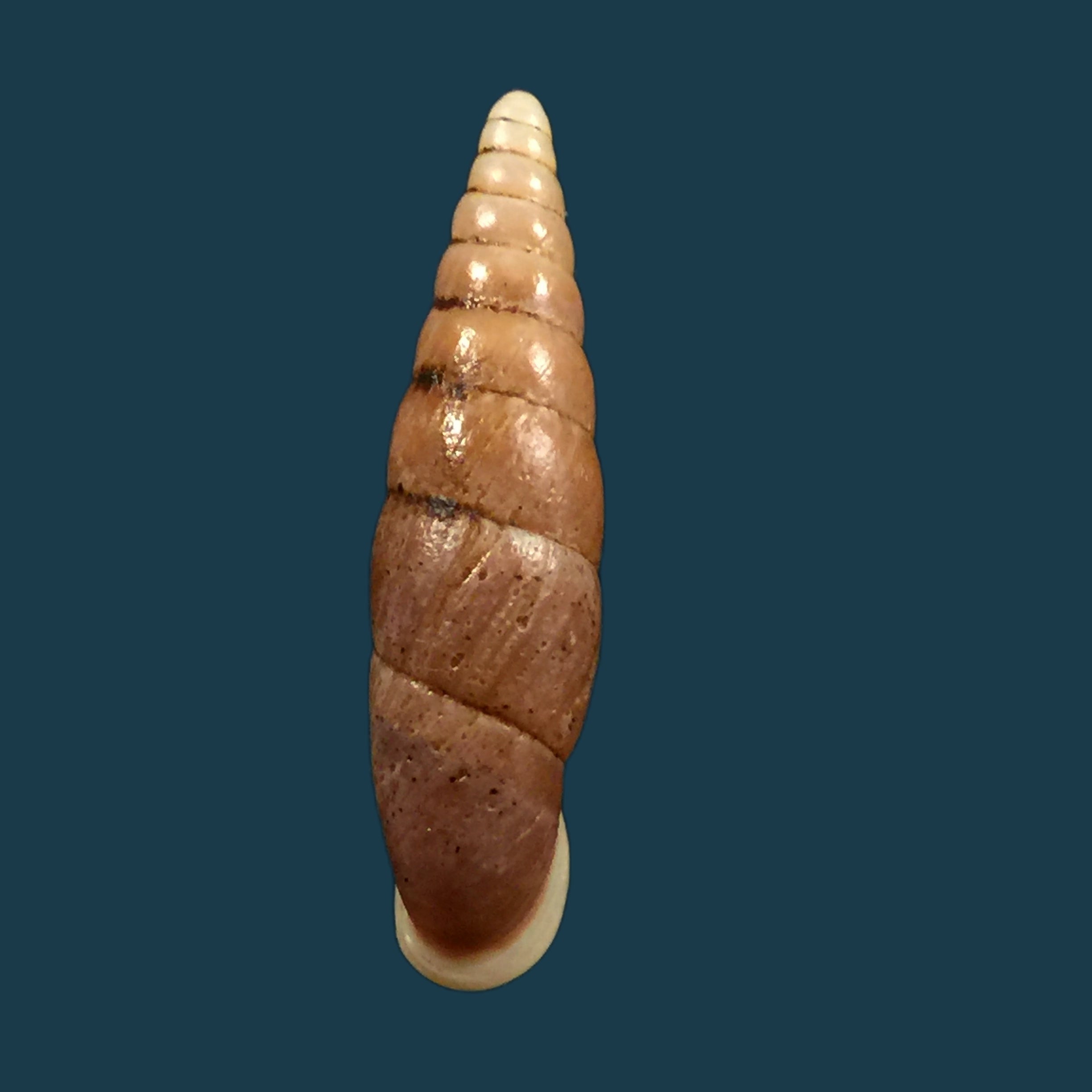 Oospira swinhoei (Pfeiffer, 1865) - 27,2毫米