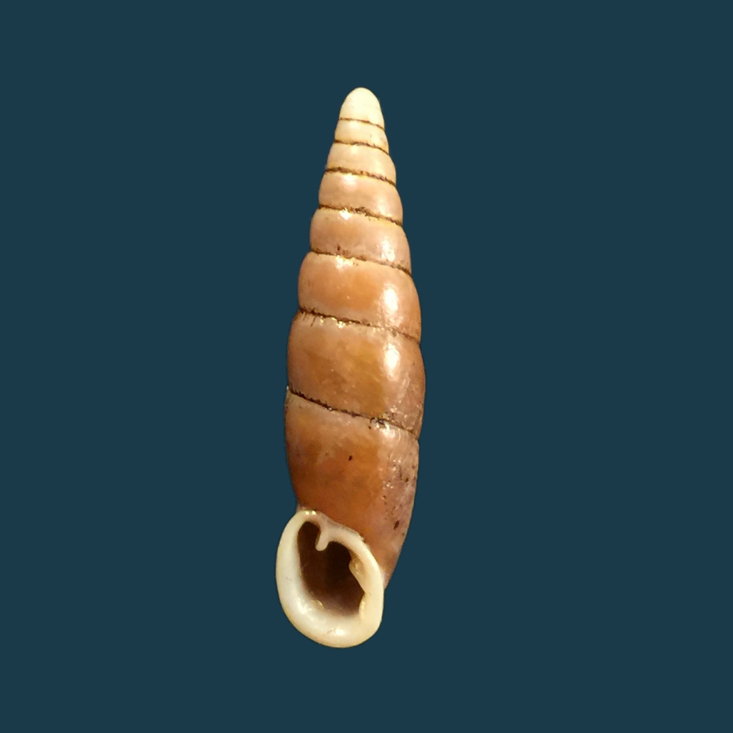 Oospira swinhoei (Pfeiffer, 1865) - 27,2毫米