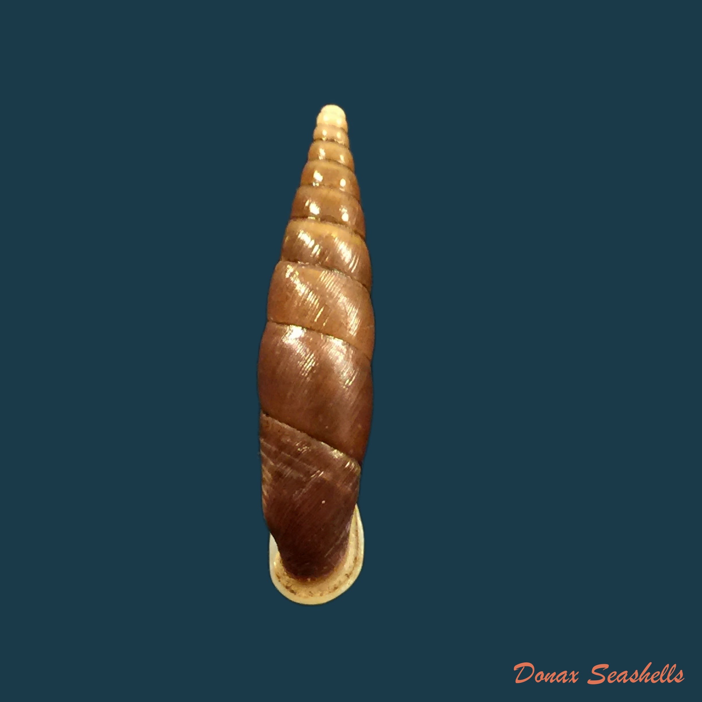 copia-de-oospira-formosana-albiapex-chang-ookubo-1994-30-6mm