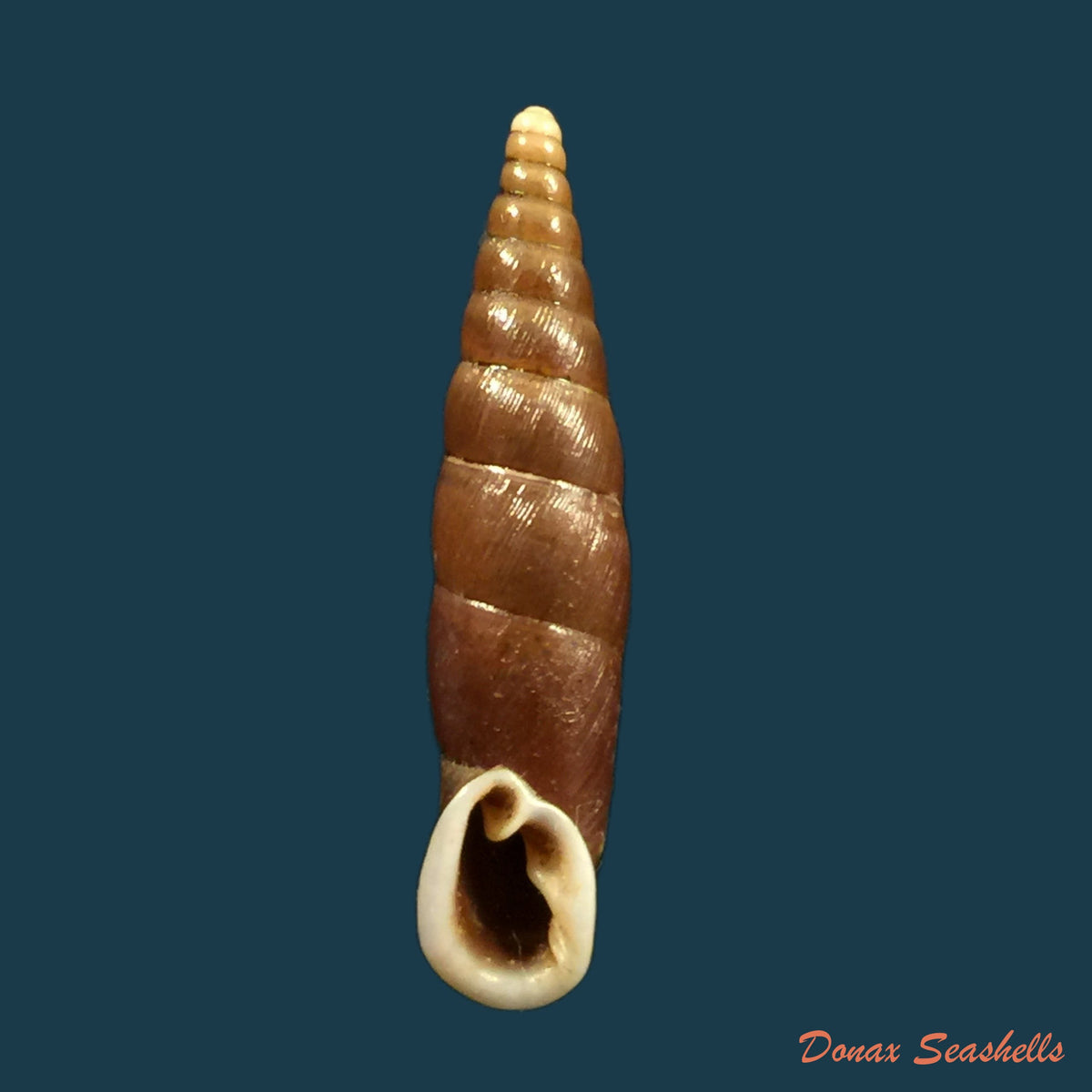 copia-de-oospira-formosana-albiapex-chang-ookubo-1994-30-6mm