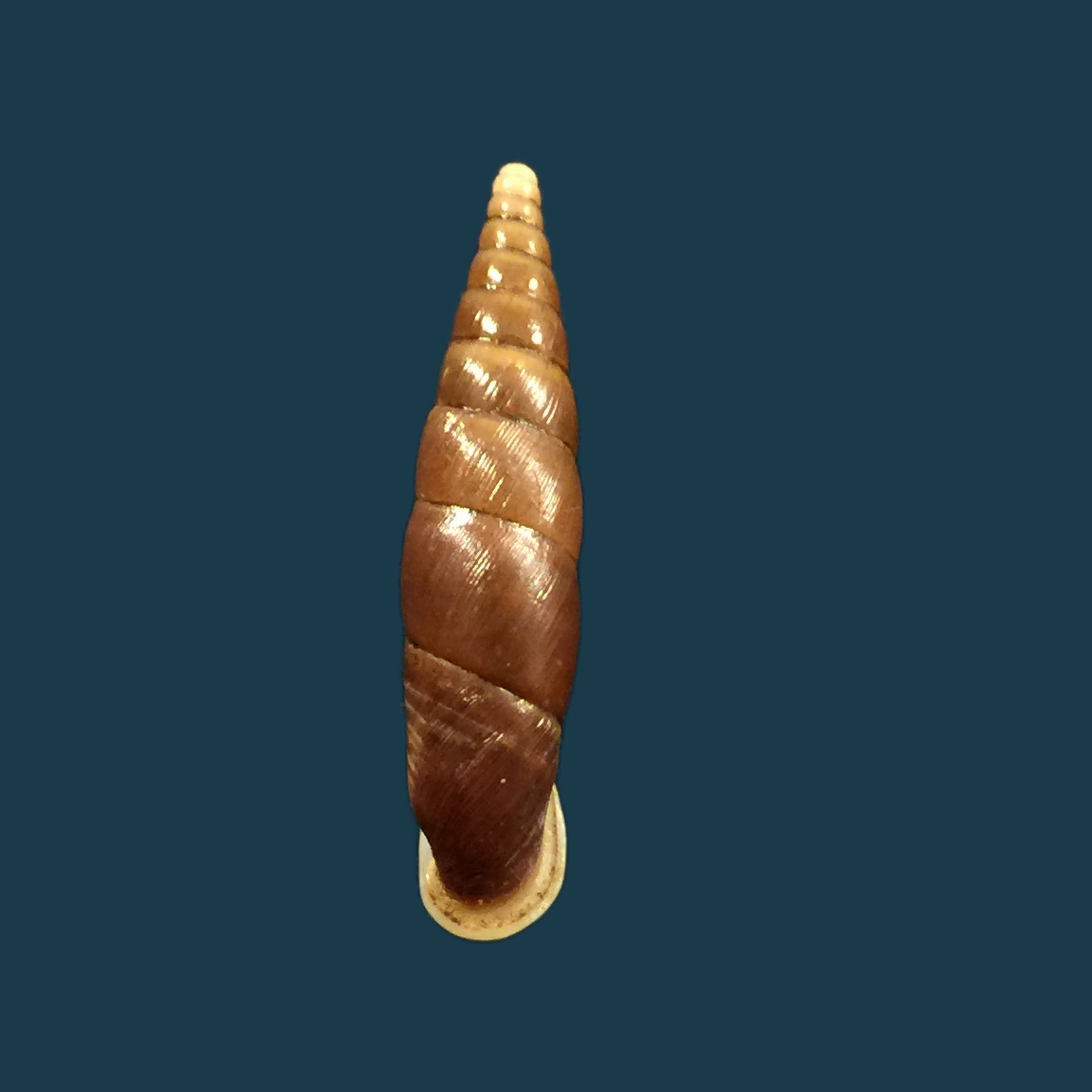 Oospira formosana albiapex (Chang &amp; Ookubo, 1994) - 29毫米