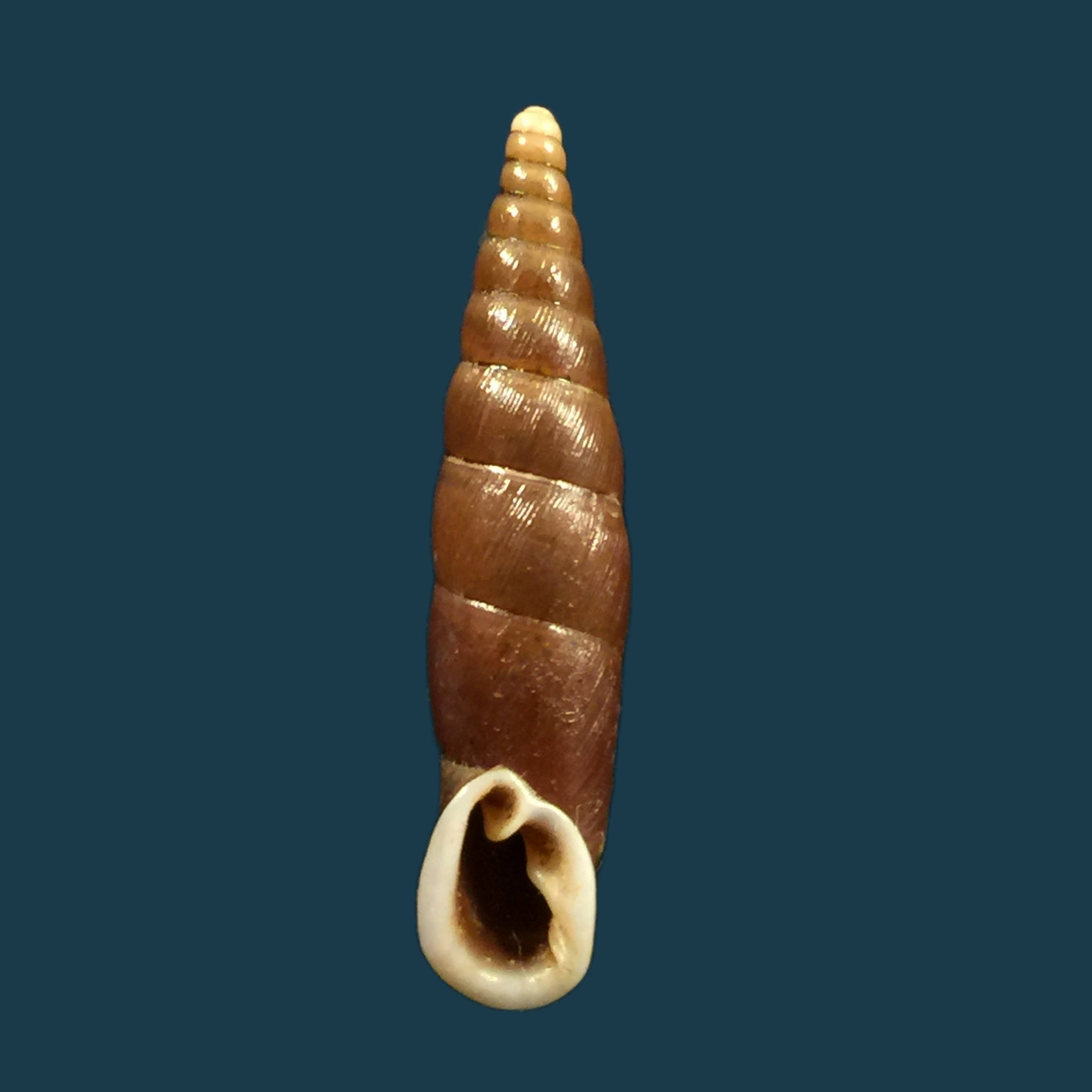 Oospira formosana albiapex (Chang &amp; Ookubo, 1994) - 29毫米