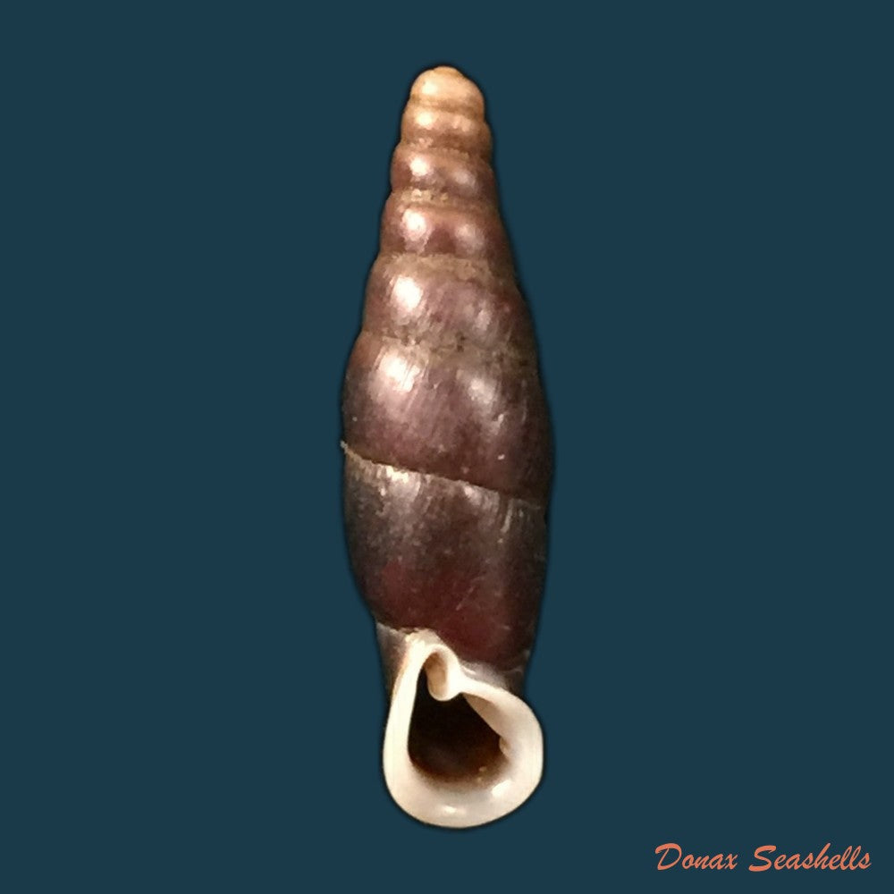 copia-de-oospira-obesa-martens-1867-25-1mm-1
