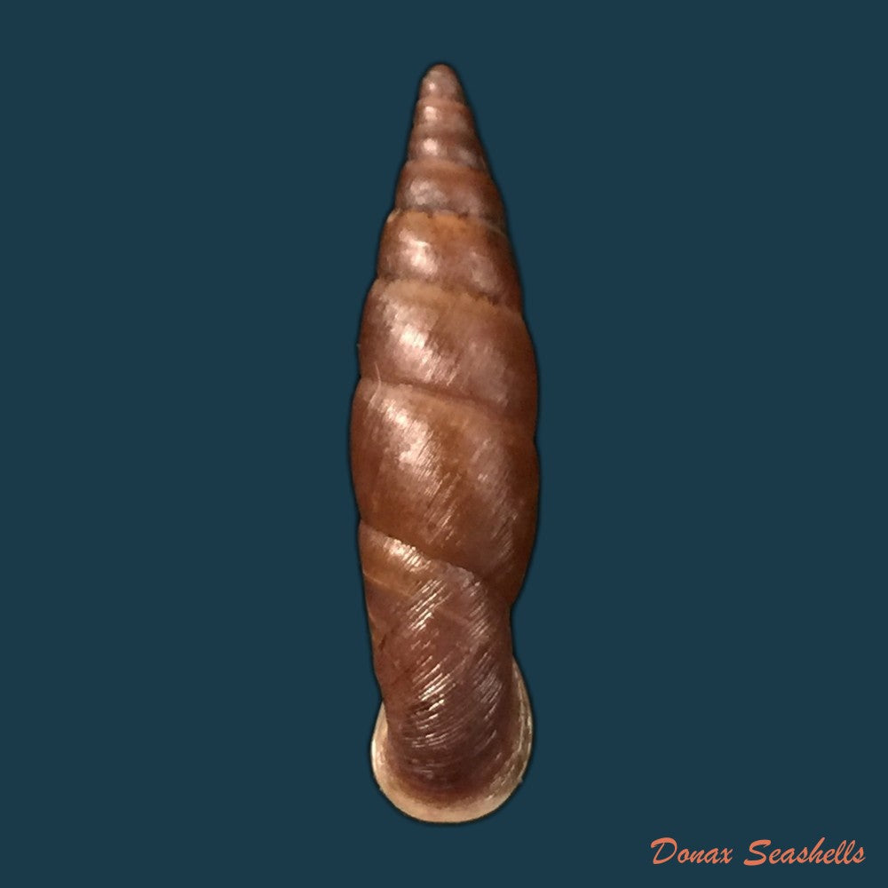 copia-de-oospira-obesa-martens-1867-25-1mm