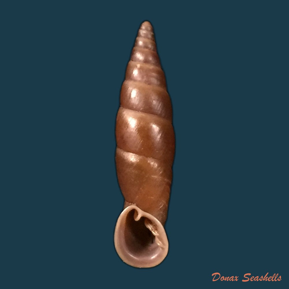 copia-de-oospira-obesa-martens-1867-25-1mm