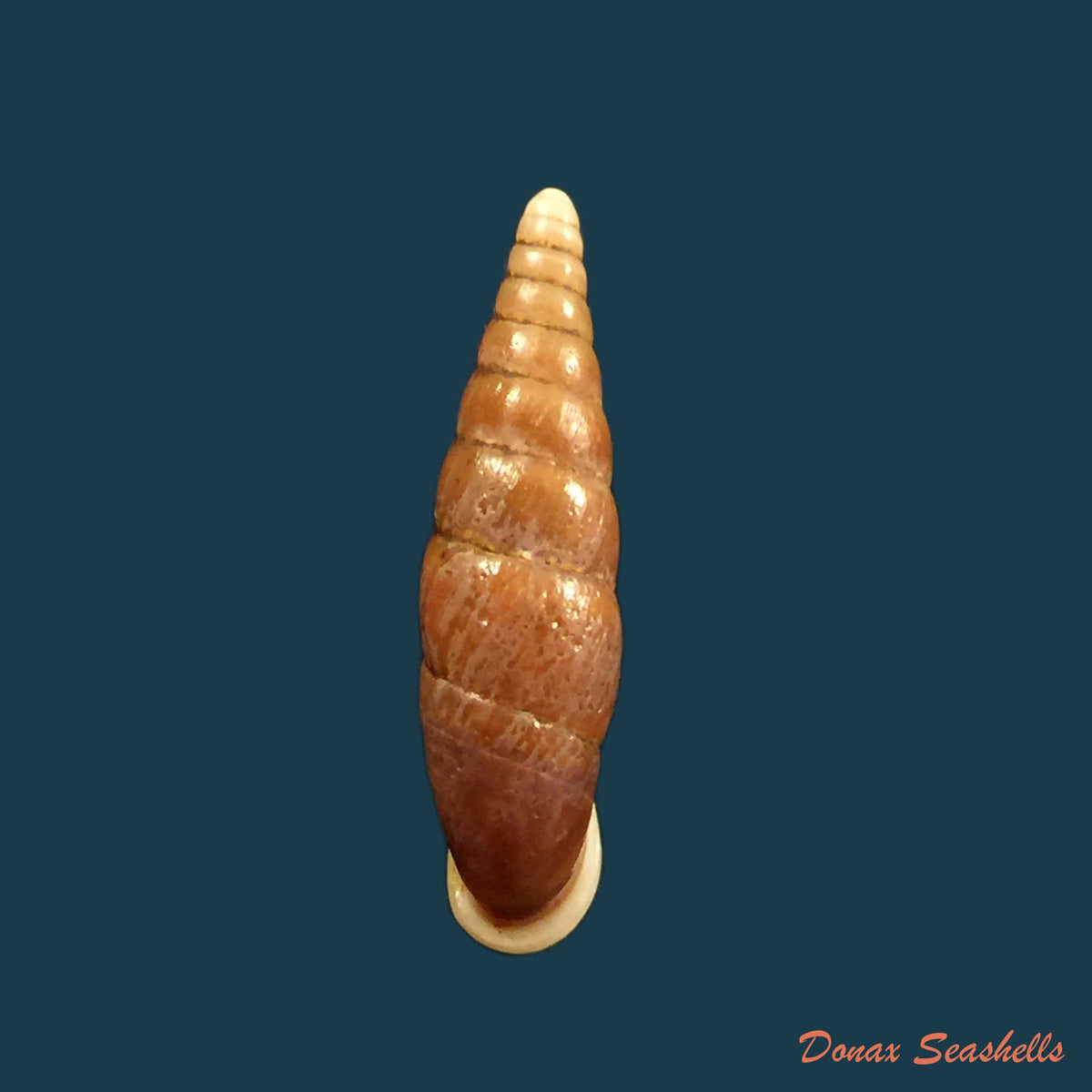 copia-de-oospira-swinhoei-pfeiffer-1865-27-2mm
