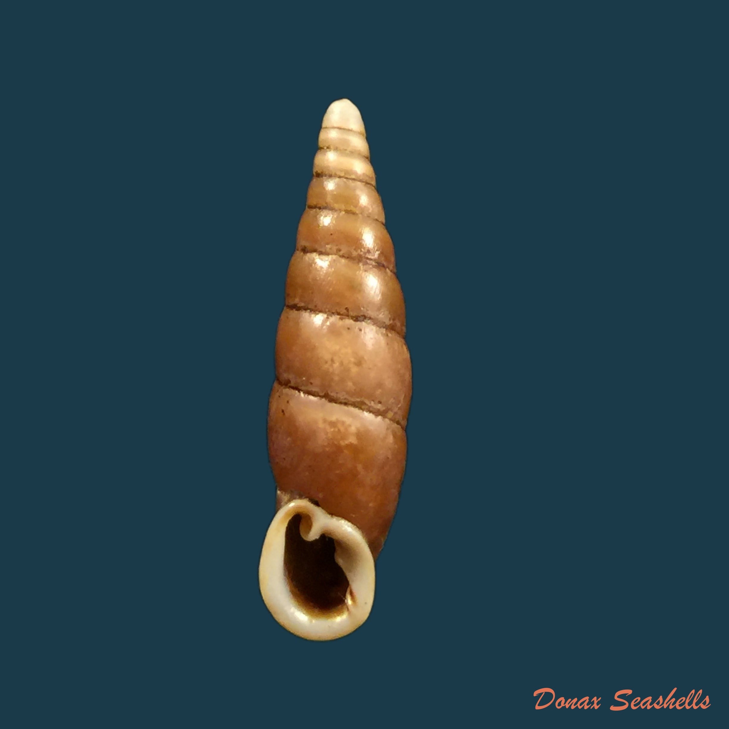 copia-de-oospira-swinhoei-pfeiffer-1865-27-2mm