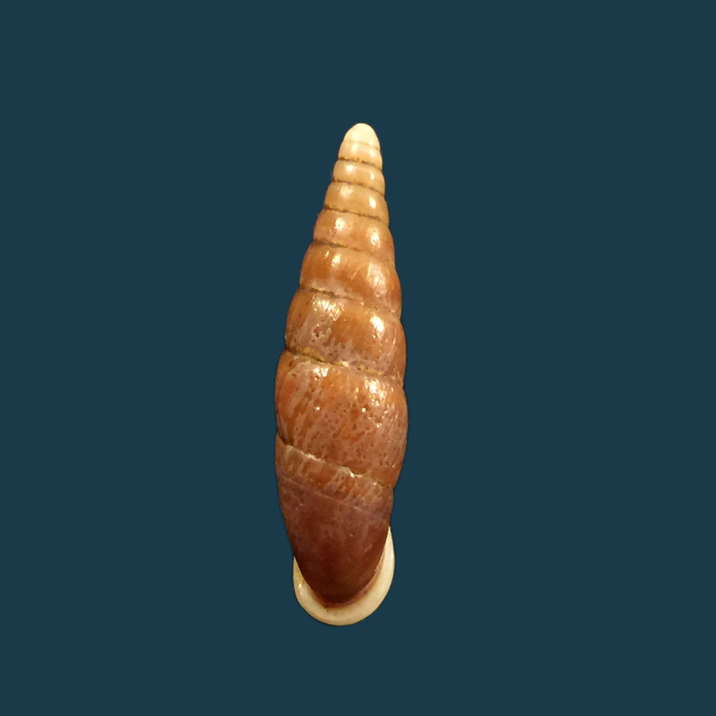 Oospira swinhoei（Pfeiffer，1865）- 26,7毫米