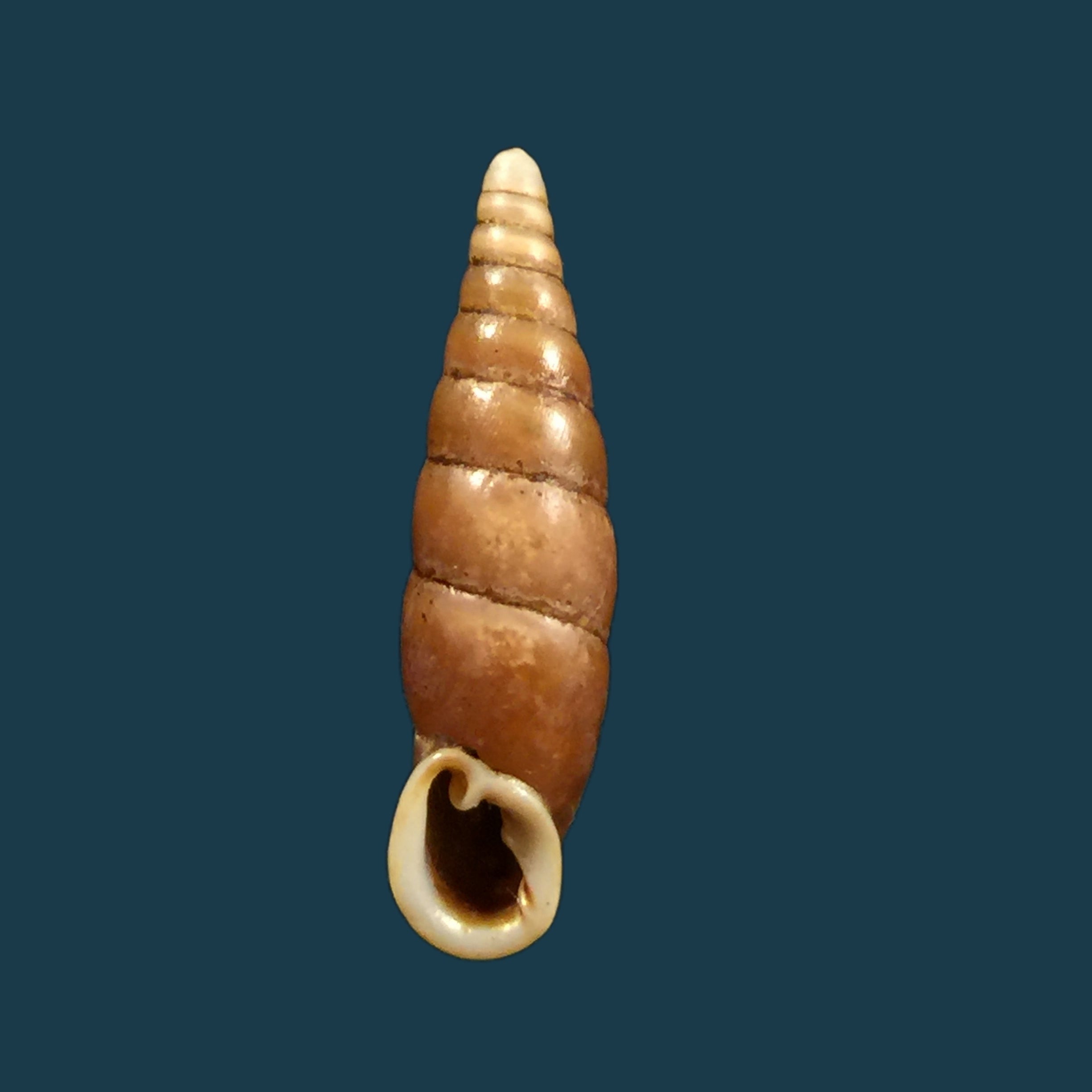 Oospira swinhoei（Pfeiffer，1865）- 26,7毫米