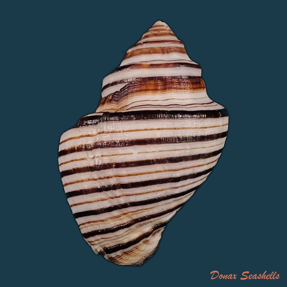 copia-de-opeatostoma-pseudodon-burrow-1815-42-2mm
