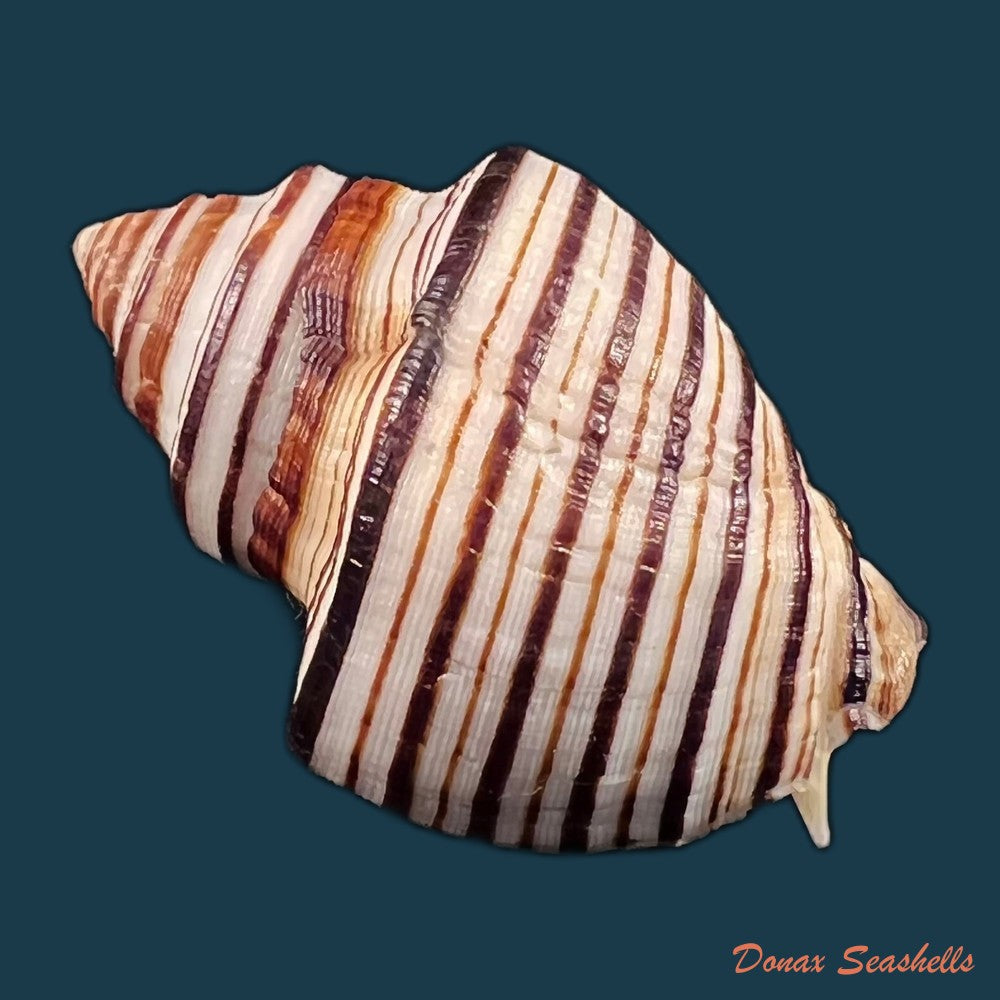 copia-de-opeatostoma-pseudodon-burrow-1815-42-2mm