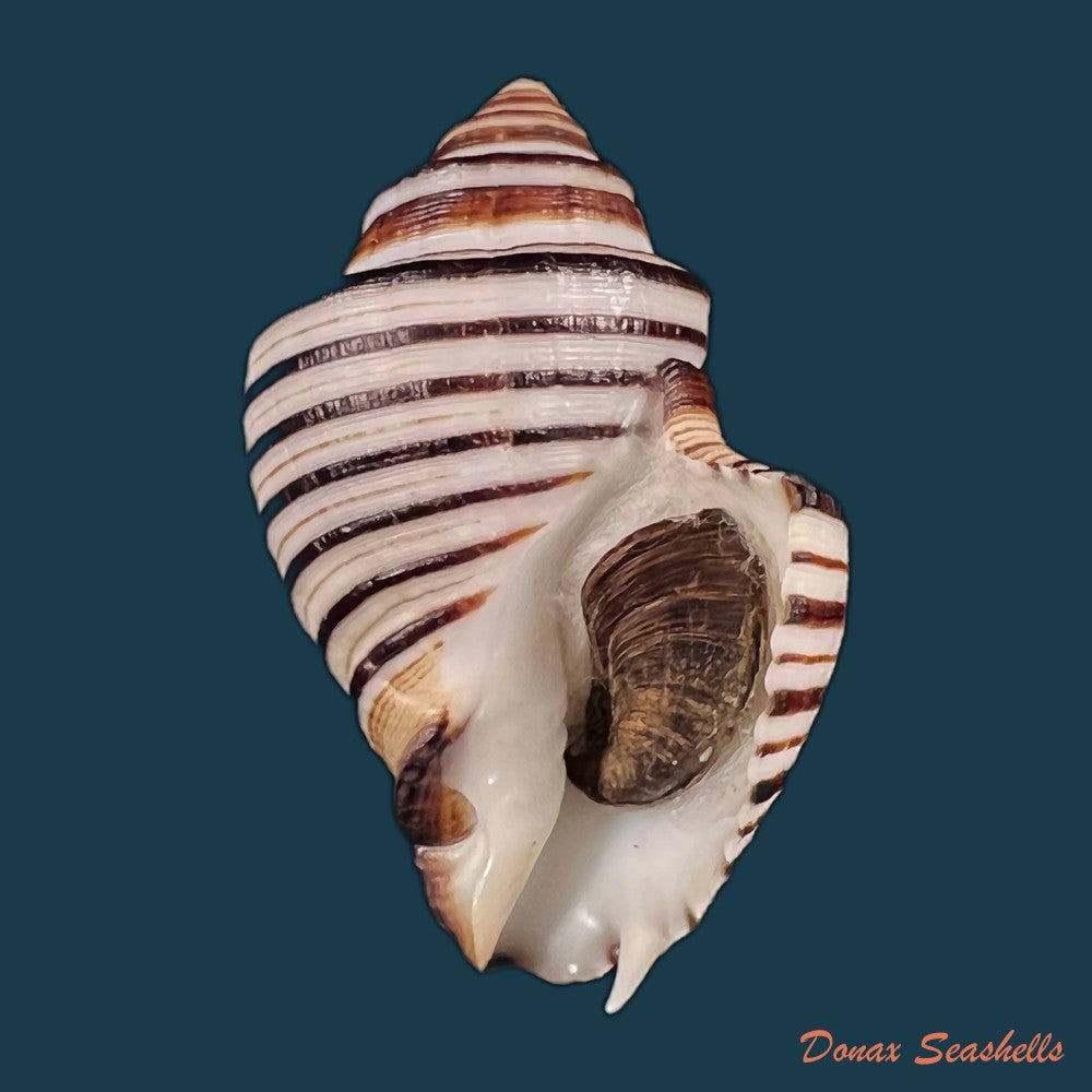 copia-de-opeatostoma-pseudodon-burrow-1815-42-2mm