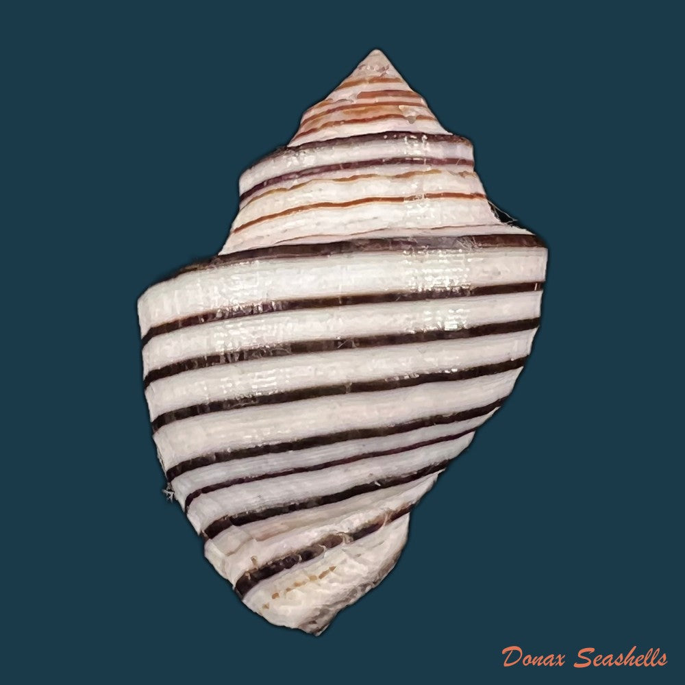 copia-de-opeatostoma-pseudodon-burrow-1815-43-5mm