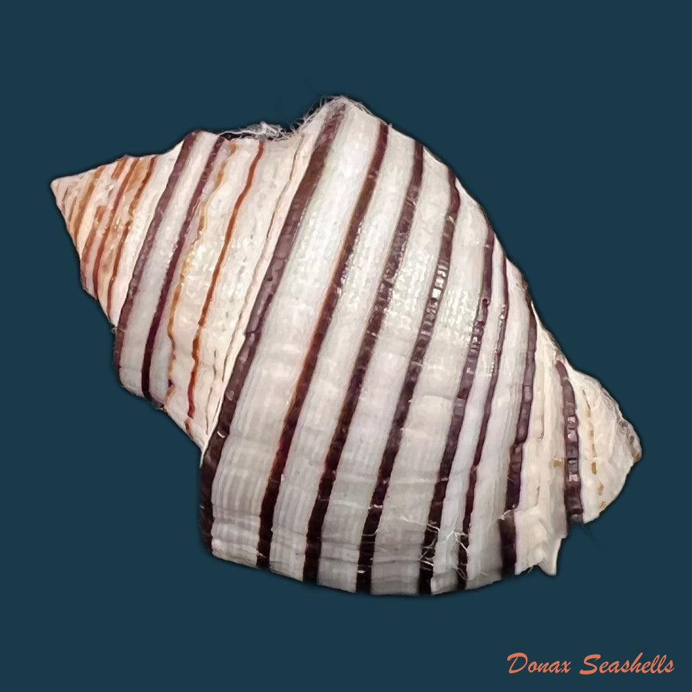 copia-de-opeatostoma-pseudodon-burrow-1815-43-5mm