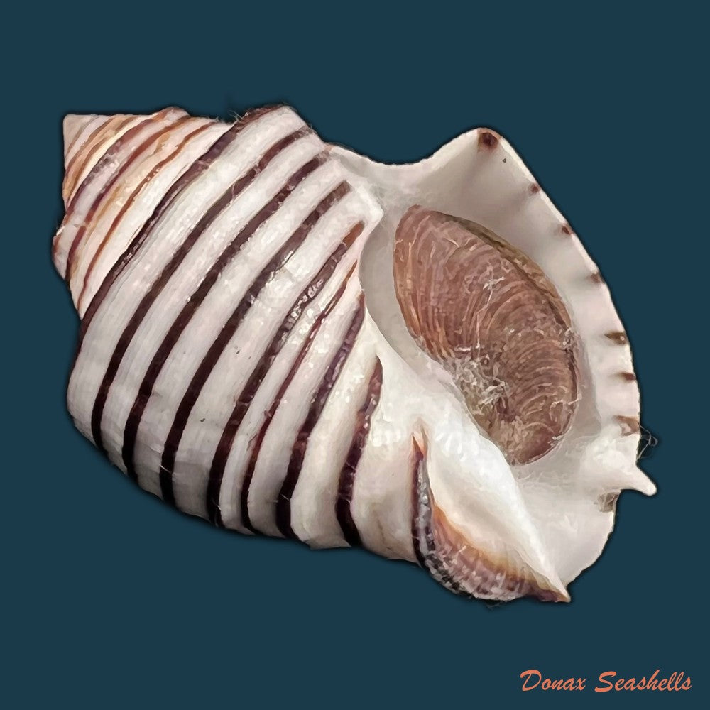 copia-de-opeatostoma-pseudodon-burrow-1815-43-5mm