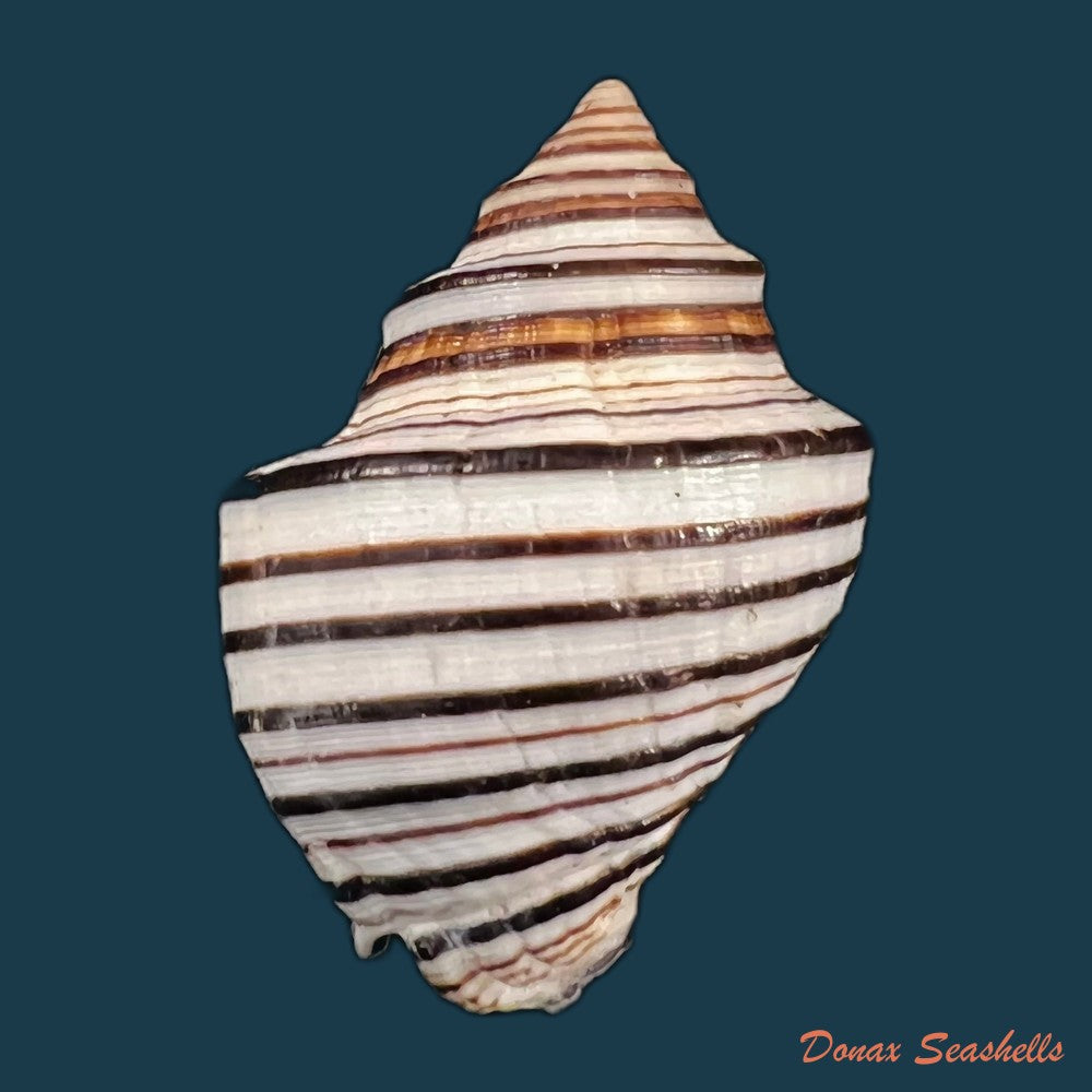 copia-de-opeatostoma-pseudodon-burrow-1815-44-3mm